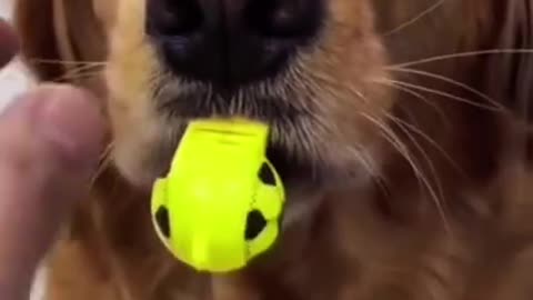 Cute Dogs
