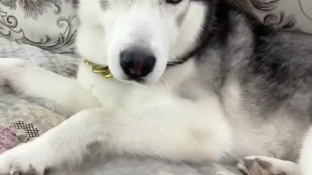 Calm Husky