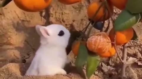 Animal funny video