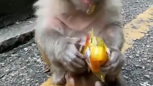 🐒 Cute Baby🙉Monkey