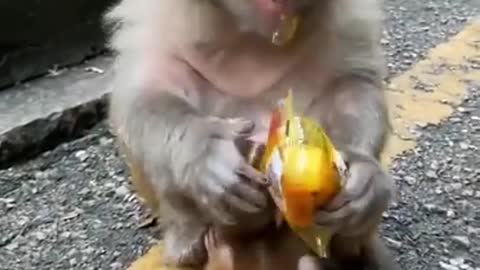 🐒 Cute Baby🙉Monkey