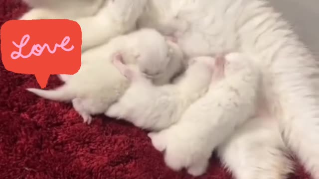 Mother cat feeding her kittens