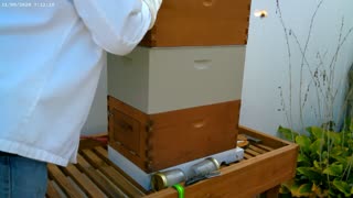 How To Inspect Your Bee Hive Before Winter