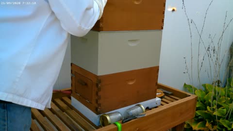 How To Inspect Your Bee Hive Before Winter