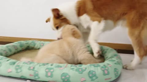 Golden Retriever Puppy Wants to Befriend Border Collie