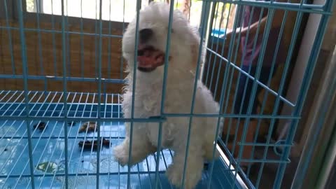 Lively cute white puppy