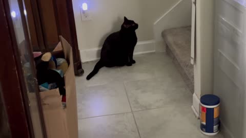 Cute Precious Piper Wants to Go Upstairs -Adopting a Cat from a Shelter Vlog