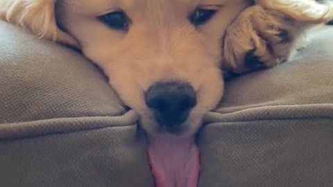 Cute Dog is Broken !!!