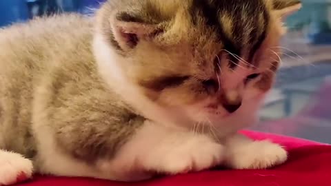 Cutest Cats Ever! Cute Funny Playful Beautiful Kitty Cats (Part 7) | #shorts #catsv