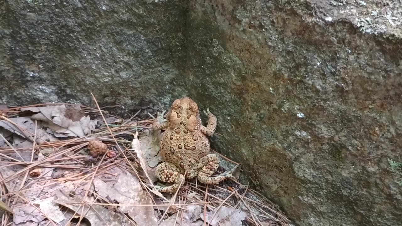 American Toad