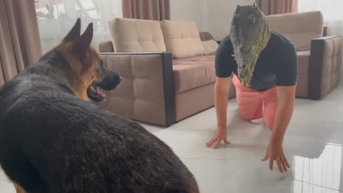 German Shepherd Pranked By Crocodile Mask!