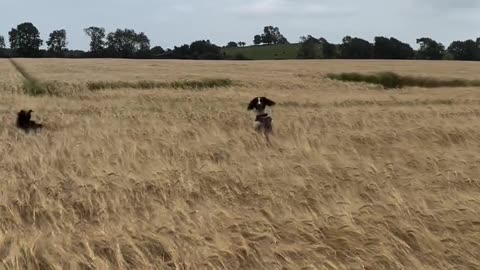 Just 3 Happy Spaniels