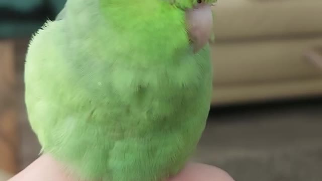 bird almost falls asleep