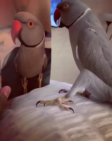 Narcissistic parrot can't stop kissing a picture of himself