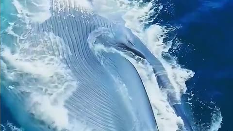 A BIG WHALE BREATHING HEAVILY IN WATER