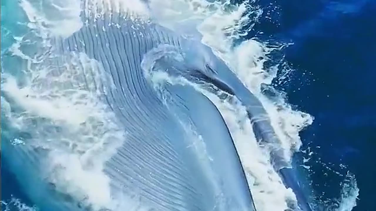 A BIG WHALE BREATHING HEAVILY IN WATER