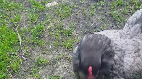 Chicken Jumps For Treat