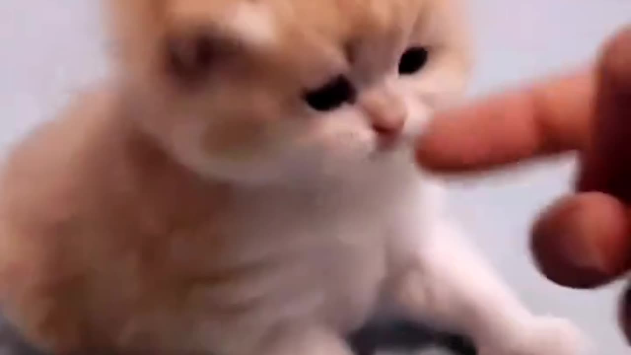 Cute little kitten videos