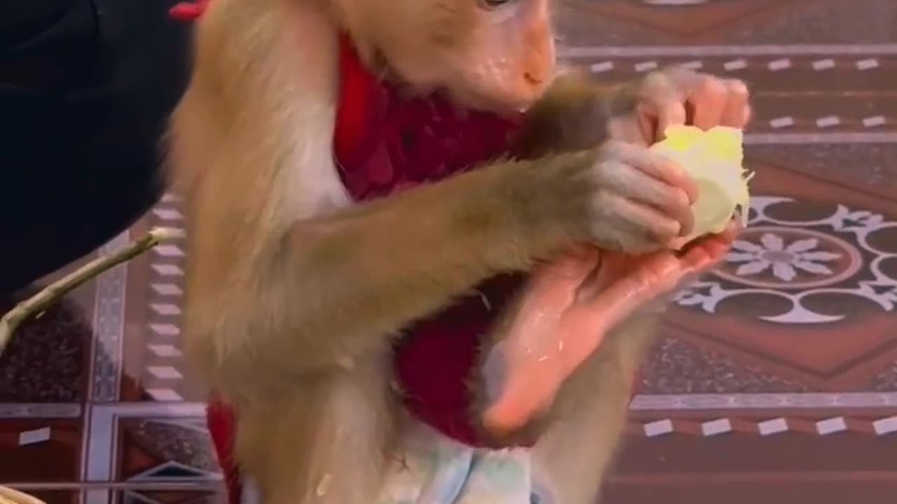 They are Clever and Lovely #monkeys #pets #animals #funny #Adorable Monkeys #AdorableMonkeys