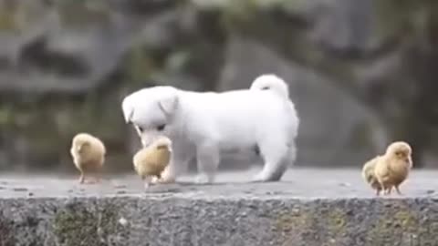 Puppy Playing with Chickens