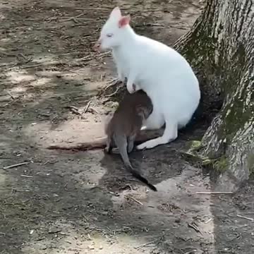 See this and be impressed