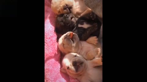 Furry Animals