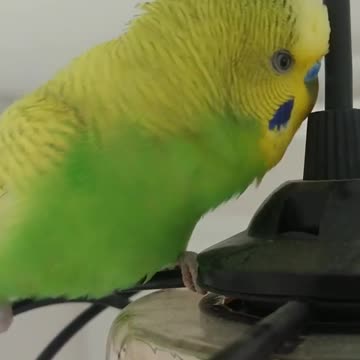 A wonderful view of the lovebird and Aweghani and trying to imitate his owner