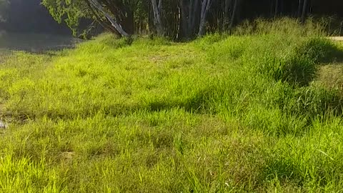 14.10.2024 The Barron River, Kuranda