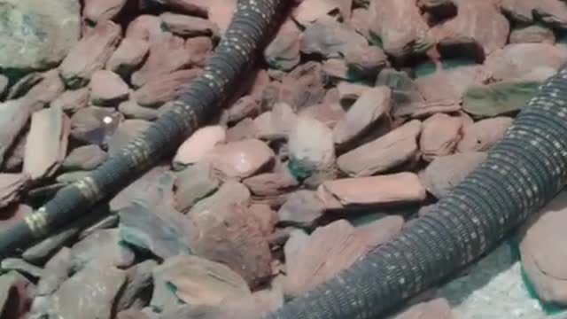 A lizard