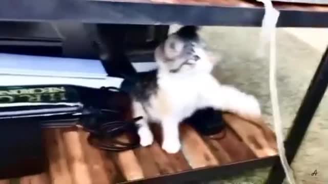 Cat chat 🐱🐱🐱🐱🐱🐱🐱🐱1