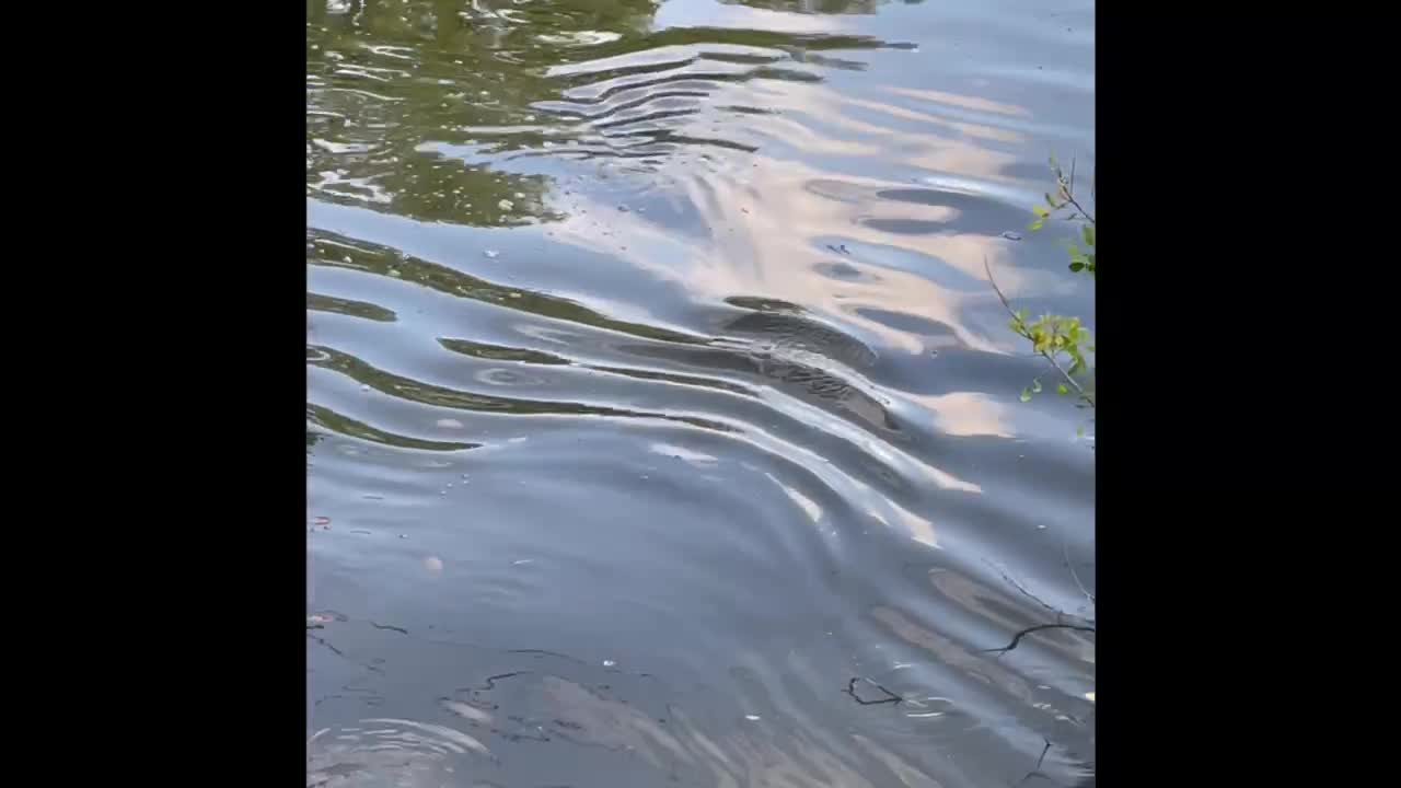 Florida Manatee swimming with giant snook.