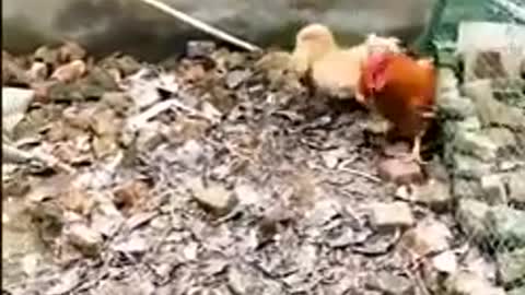 Chicken VS Dog Fight fun fun