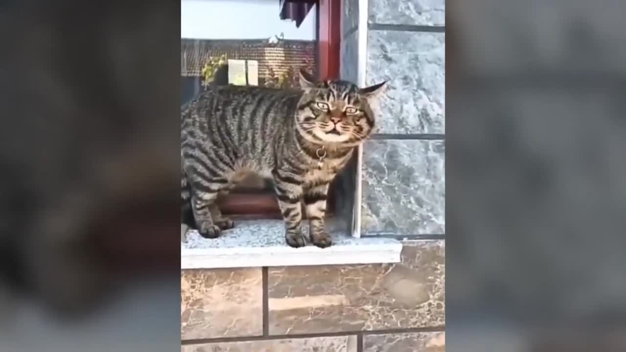 cats can speak English , what a surprise, funny cat video