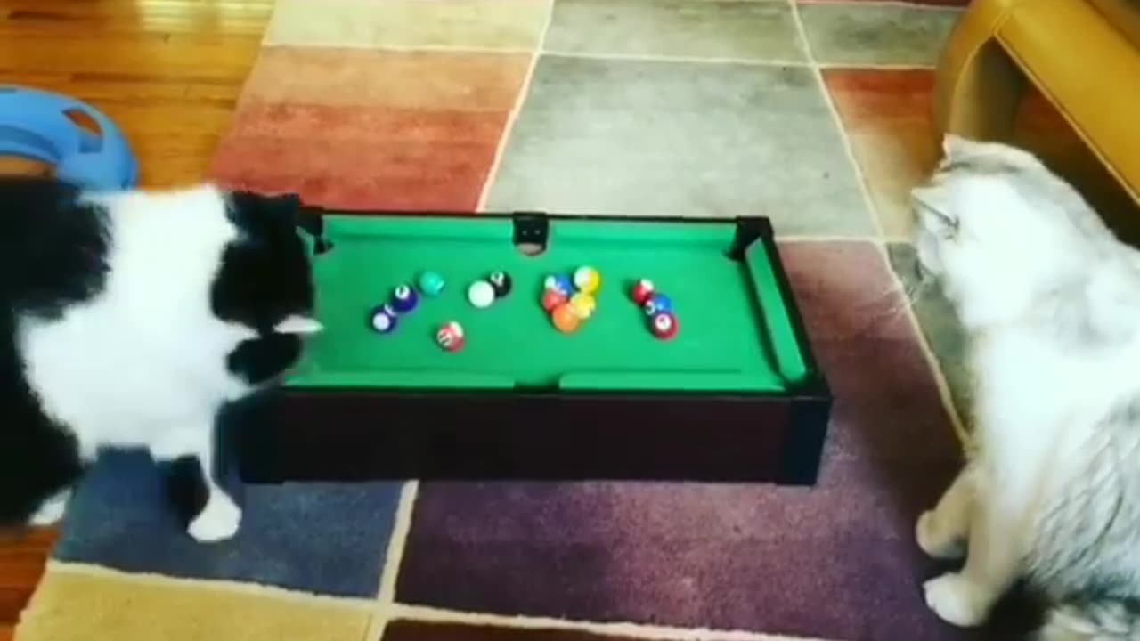 Funny cats playing carrom