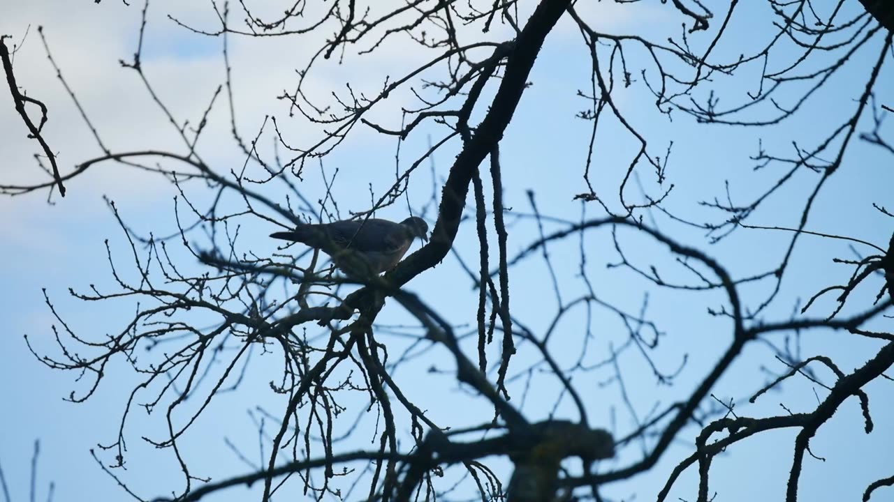 Pegions on Tree