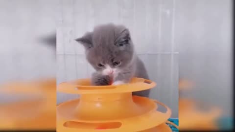 Baby cats cute and funny cat🥰