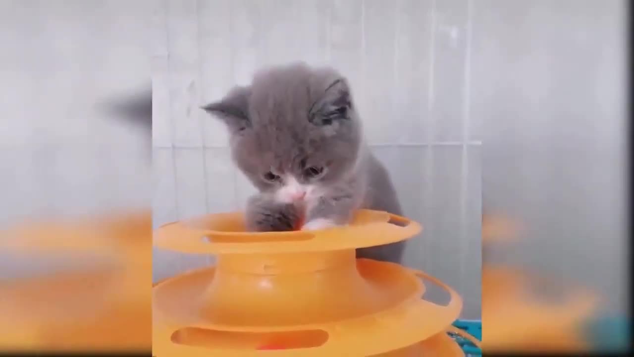 Baby cats cute and funny cat🥰