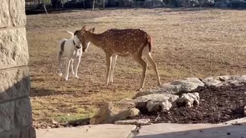 Dog Shares Sweet Moment With Rescued Deer👏🏽