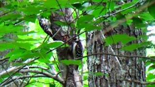 Woodpeckers