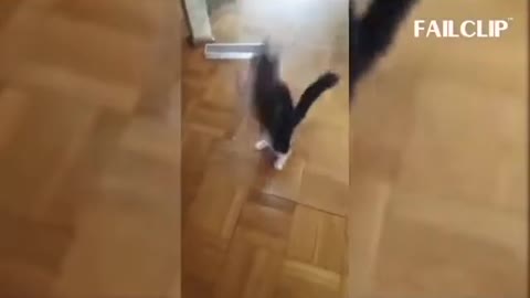 cutecat video