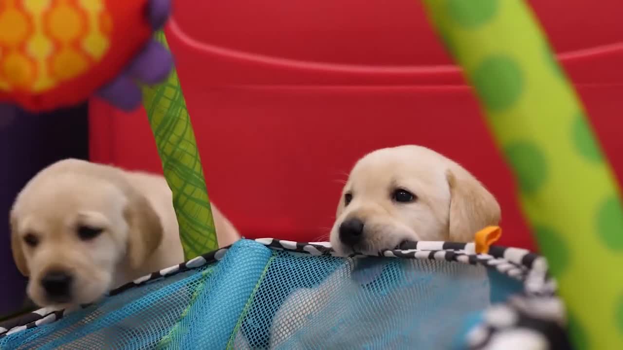 Feel Good Friday Your Personal Puppy