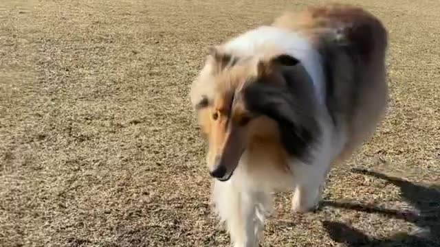 🔥Funniest Dogs will make you laugh all day long | Instagram Reels and Tiktok Videos | Desi animals 🔥