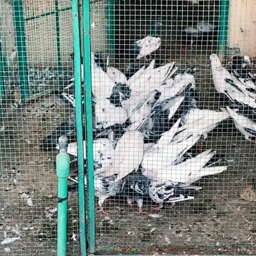 Ustad Sarfaraz Pigeons