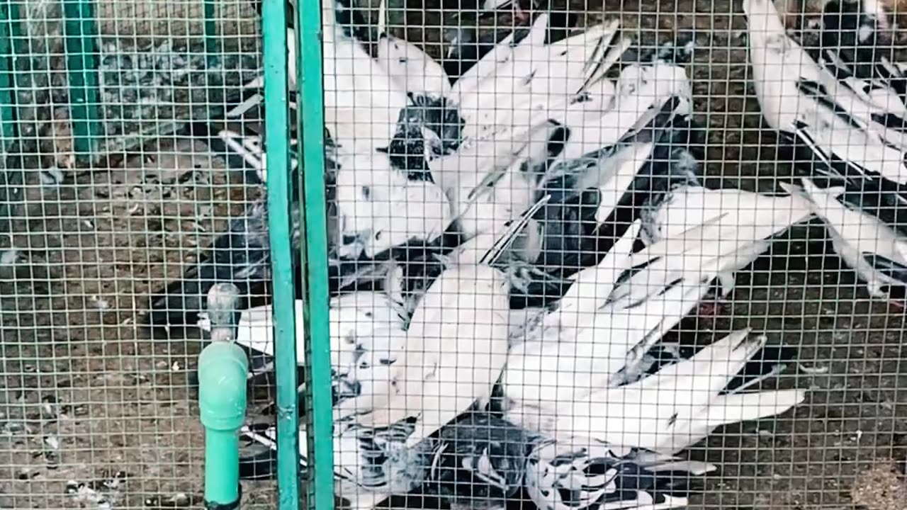 Ustad Sarfaraz Pigeons