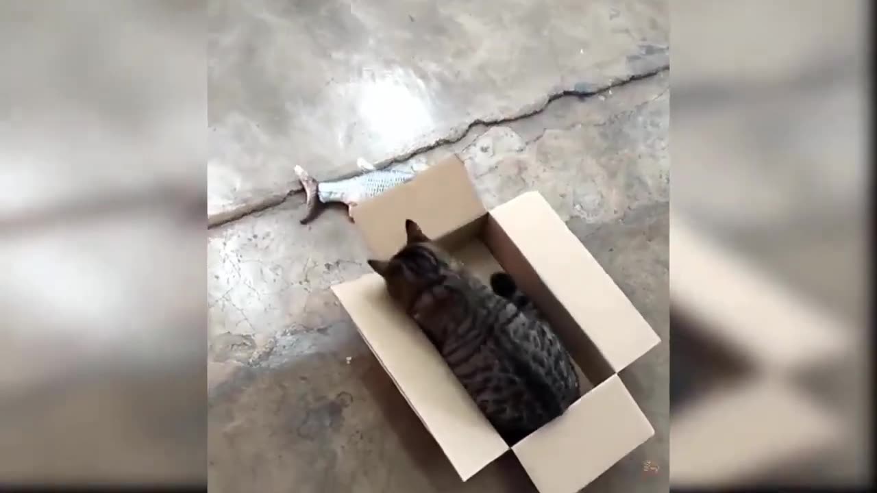 Funny Cats Video - Compilation