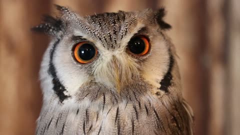 Huge birds of prey,Owl with orange eyes