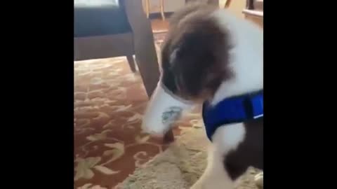 Funny Animals Videos