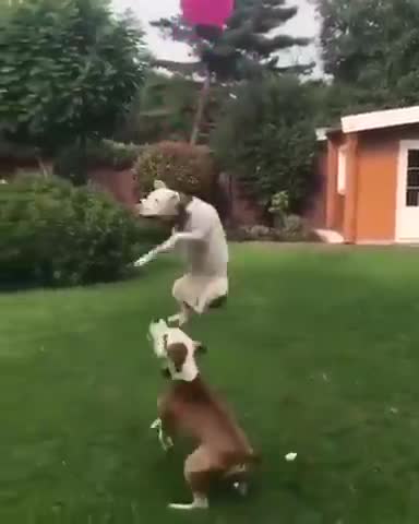 2 cute dogs playing with balloon