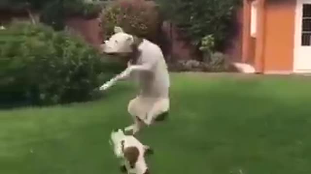 2 cute dogs playing with balloon