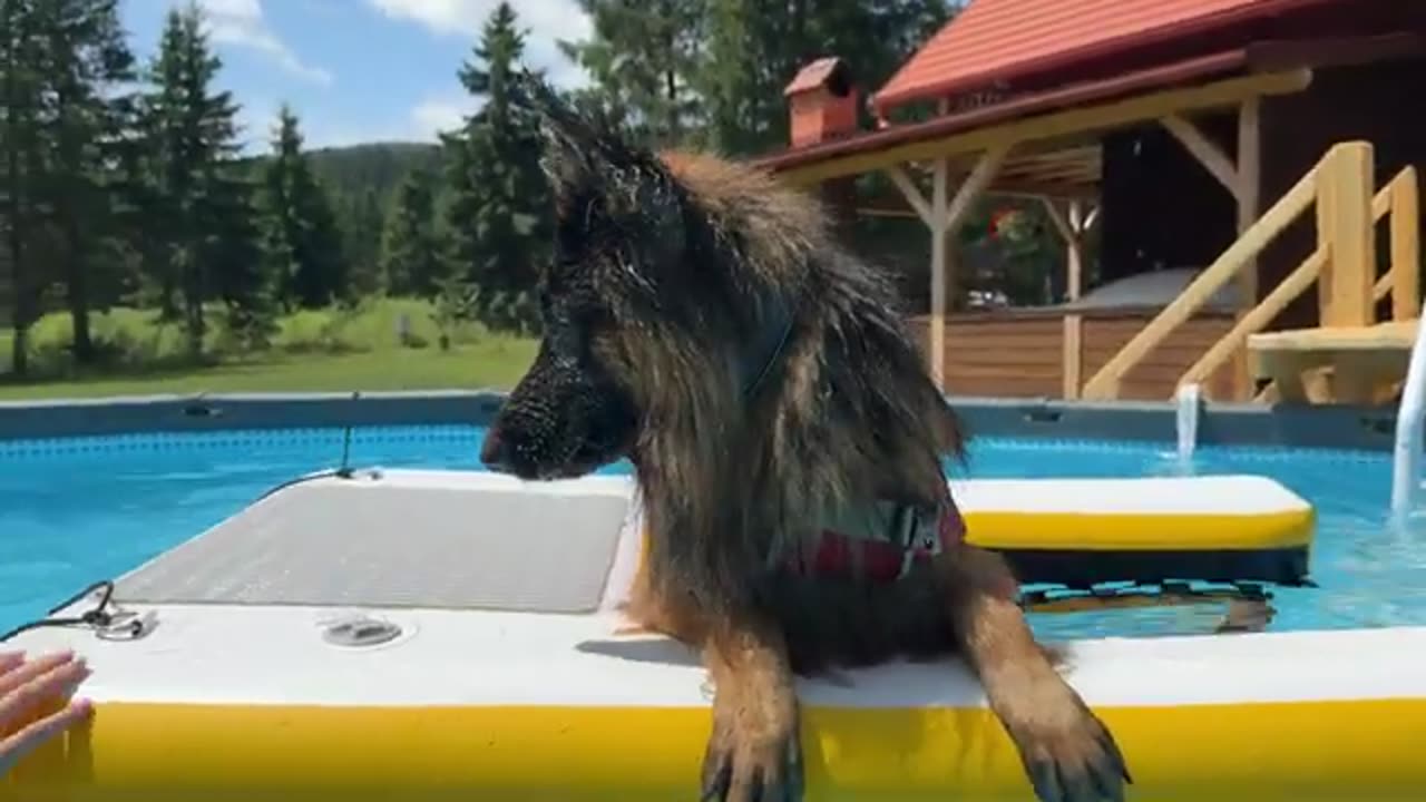 Heartbroken German Shepherd Cries for His Toy at the Bottom of the Pool